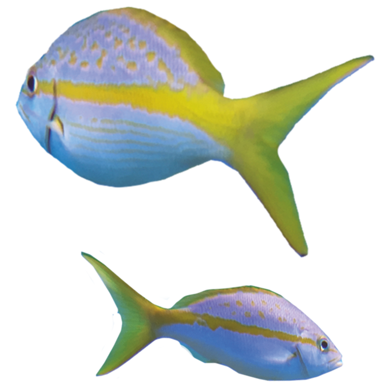 Trek Fish Tour - SeaTREK St Maarten
