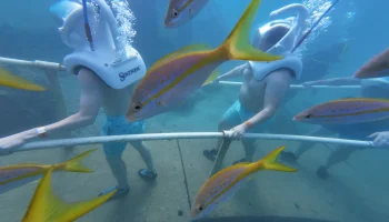 two-people-in-scuba-diving-seatrek